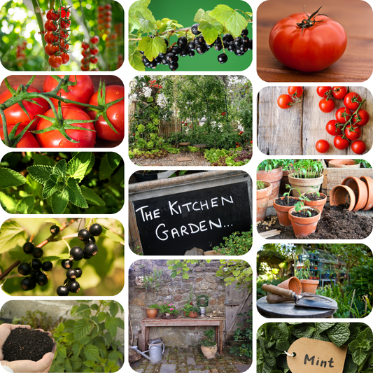 Moodboard collage of 14 images for the Kitchen Garden soy wax candle. Images are green and red, sunripened tomatoes, fresh mint leaves, terracotta pots and compost, a greenhoue, blackcurrants on a branch and an outdoor kitchen garden.