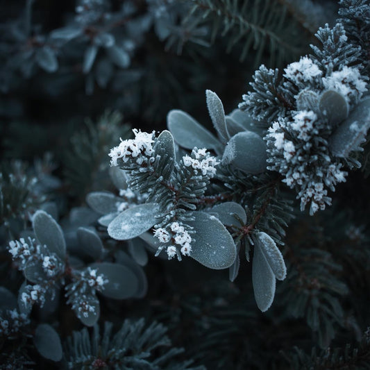 Close up AI image of fir branch and eucalyptus leaves with a little snow on top. 