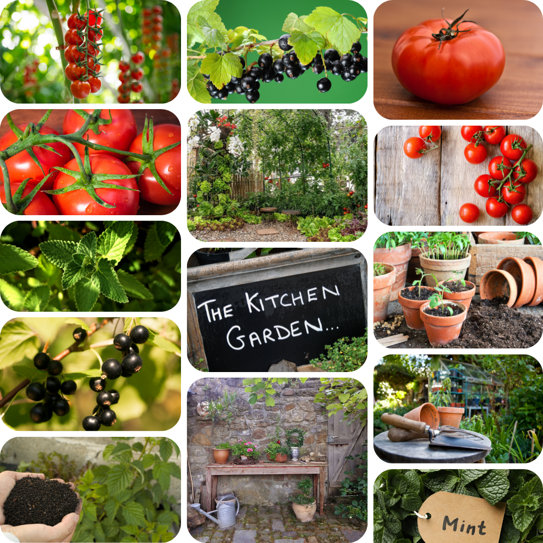 Moodboard collage of 14 images for the Kitchen Garden soy wax candle. Images are green and red, sunripened tomatoes, fresh mint leaves, terracotta pots and compost, a greenhoue, blackcurrants on a branch and an outdoor kitchen garden. 